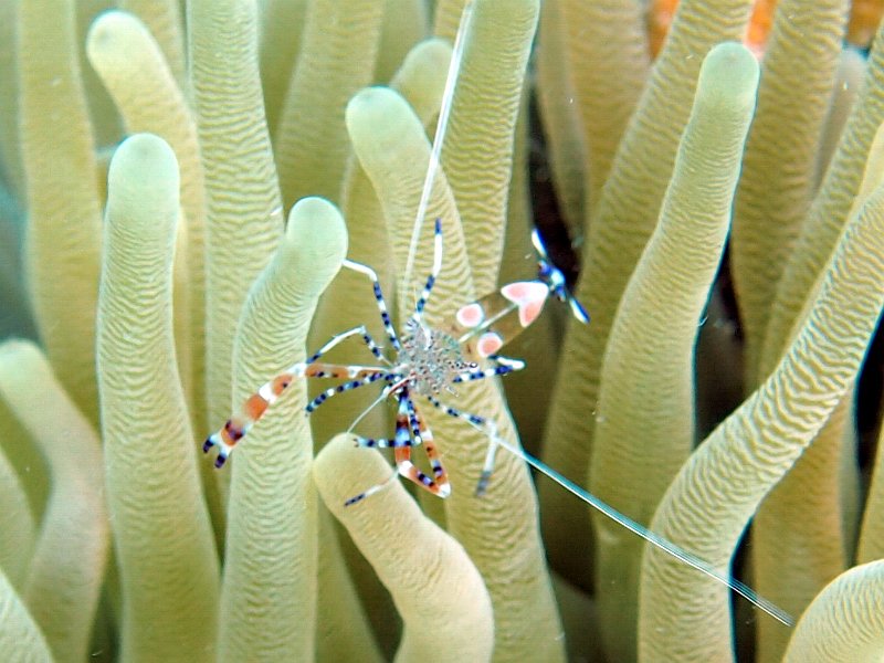 Curacao 04-12 239.jpg